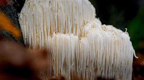 Where Can I Find Lion's Mane Mushrooms? - Foraged - Foraged