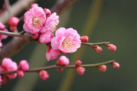 Prunus mume (Plum Blossom): All You Need To Know