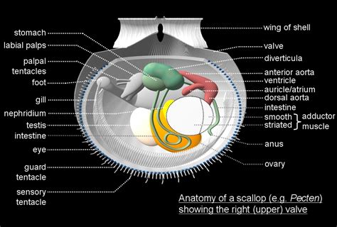 Scallop Anatomy