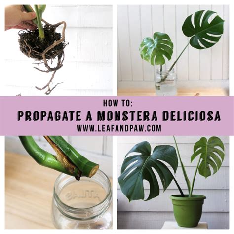 How To Propagate Monstera, Propagating A Monstera Cutting Is The Black ...