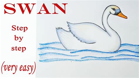 Swan Drawing