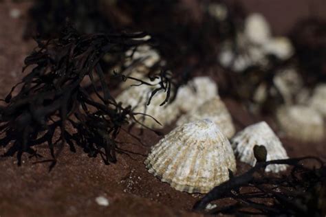 Common Limpet - Facts, Habitat, Diet, Conservation, & More - American ...