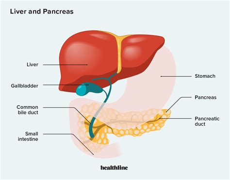 Distúrbios do Fígado e Pâncreas: Sintomas e Tratamento - Bacana