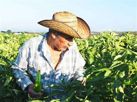 Inside New Mexico’s Hatch Green Chile Obsession | Saveur