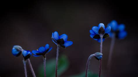 HD wallpaper: blue and white flower decor, plants, blue flowers, nature ...