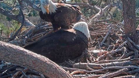 2 Big Bear bald eagle chicks hatch on livestream - ABC News