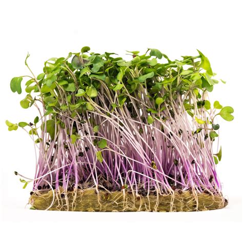 Microgreens, Mild Mix - Bulk Seed | Bentley Seeds