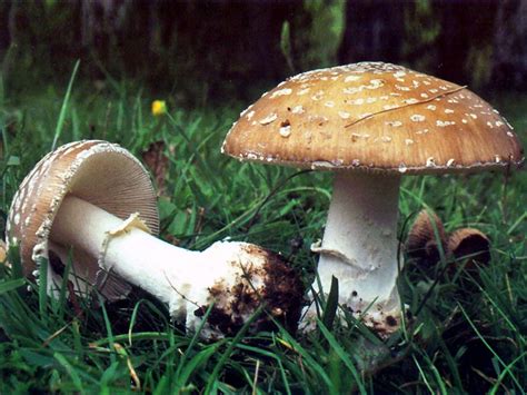 Amanita Pantherina: Panther Cap Mushroom Identification & Trip Effects