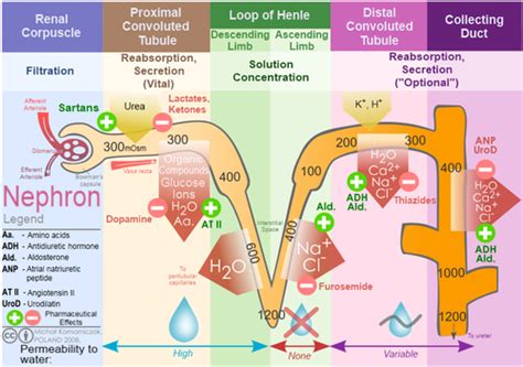 Diuretics - Physiopedia