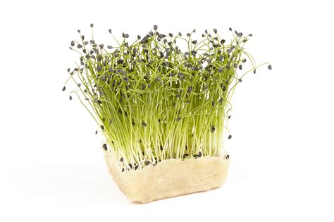 Garlic Chives Organic Microgreen Seeds – Hometown Seeds