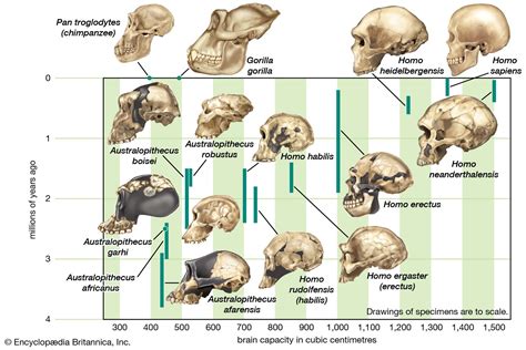 Homo erectus - Bipedalism, Brain Size, Tools | Britannica