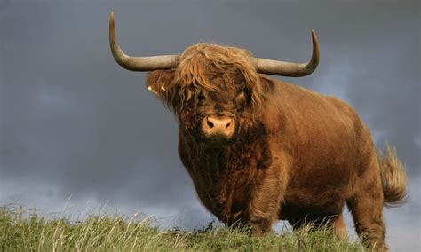 Celtic Animals and Their Cultural, Symbolic Meanings