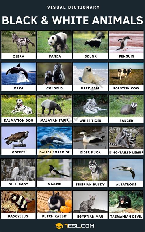 Black and White Animals Names in English • 7ESL