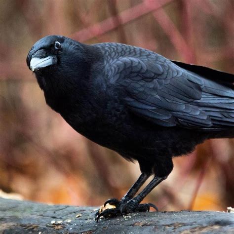 What Do Crows Eat: The Feeding Regimen of Crows - Coachella Valley Preserve