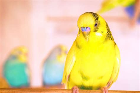 Lutino Budgie: Everything You Need to Know About it