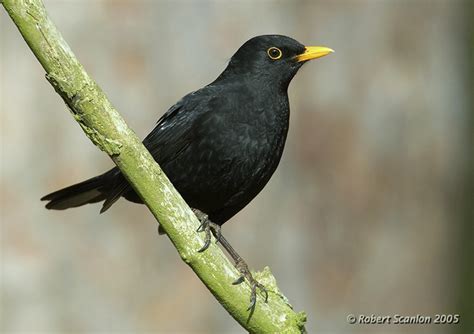 Eurasian Blackbird - BirdForum Opus | BirdForum