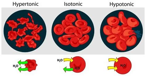 Osmosis - Definition and Examples | Biology Dictionary