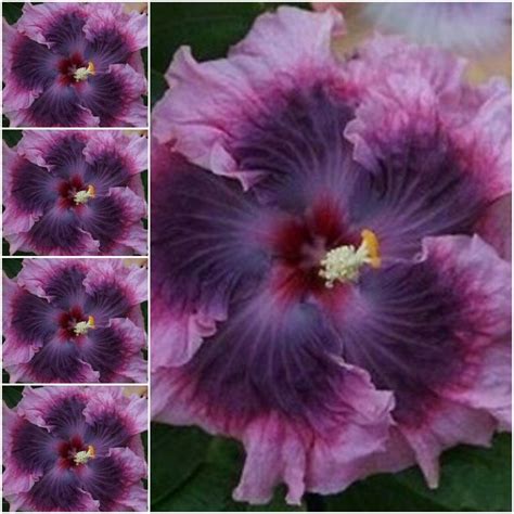 20 Purple Hibiscus Seeds Hibiscus Syriacus Seeds Dark Light | Etsy