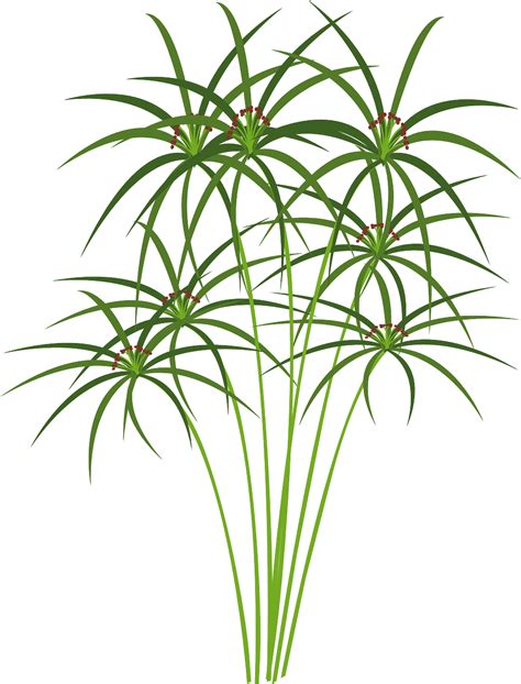 Papyrus Plant Drawing - Ajor Png