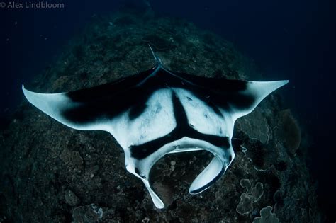 Bird's Head Seascape World's Largest Stingray Species Discovered in ...