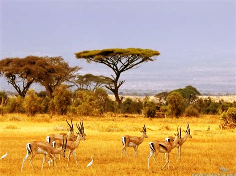 Overview the savanna has very nice, flat plains. the soil is not ...