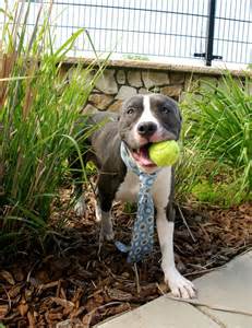 JACK is looking for a forever home, he is at Sacramento County Animal ...