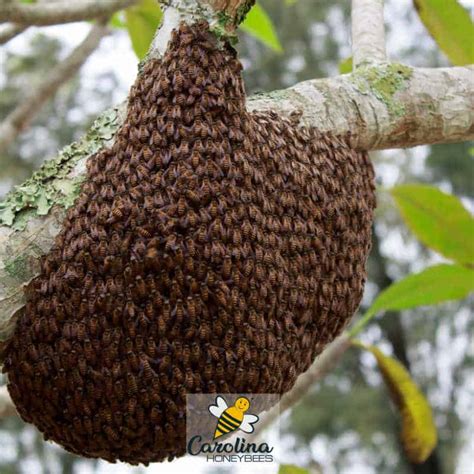 FAQS about a Bee Swarm- Carolina Honeybees