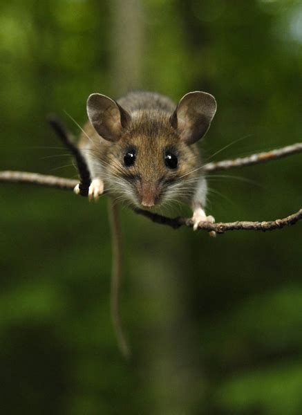 ADW: Peromyscus maniculatus: PICTURES