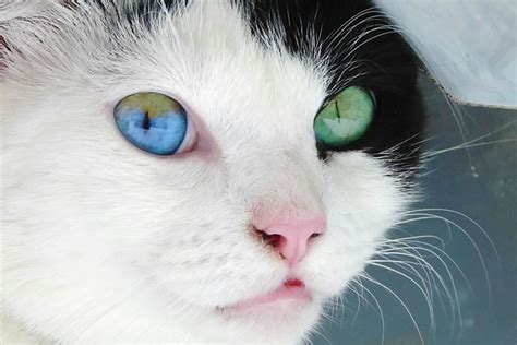 The Cutest Cats With Heterochromia — And Why They Have It