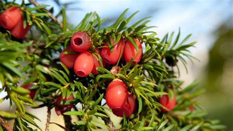 Yew - Taxus baccata | Plants | Kew