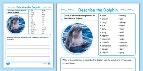 Describe the Dolphin Activity - Twinkl