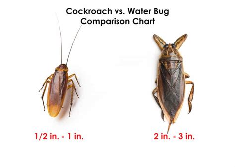 Is It a Water Bug or a Cockroach? - How To Pest