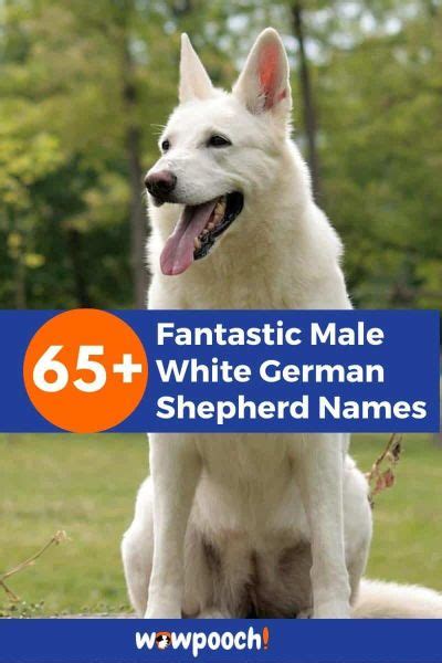 65+ Fantastic Male White German Shepherd Names - WowPooch