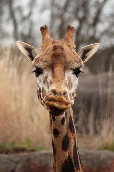 Pin von Anka Schwelgin auf Tiere | Tierbilder, Giraffen, Lustige tierfotos