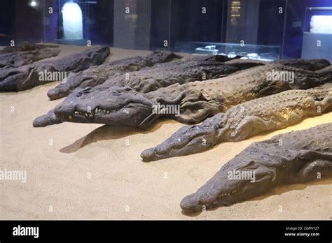 Temple of Kom Ombo & Crocodile museum, Aswan, Egypt Stock Photo - Alamy