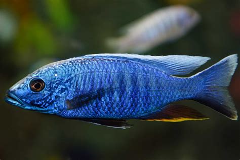 Electric Blue Cichlid (Sciaenochromis fryeri): Ultimate Care Guide ...