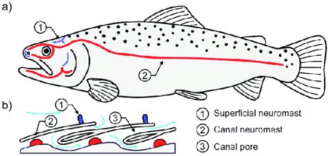 Lateral line system (Tuhtan et al., 2017); (a) Distribution of ...