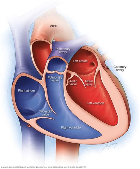 Tachycardia - Symptoms and causes - Mayo Clinic