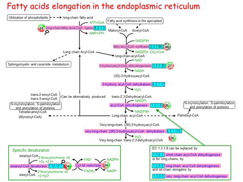 Fatty acids elongation in the endoplasmic reticulum