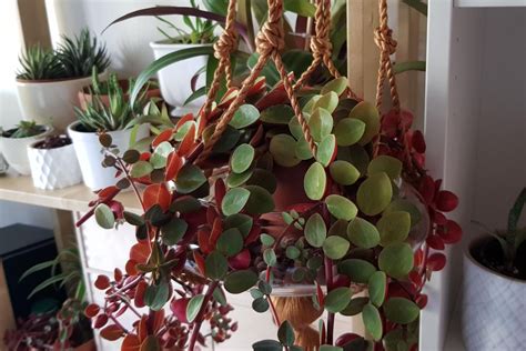 All About Peperomia Verticillata