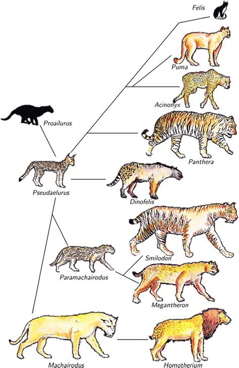 Miacids Evolution