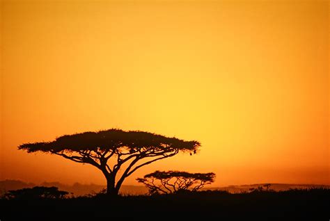 Acacia trees silhouetted against a sunset sky - StockFreedom - Premium ...