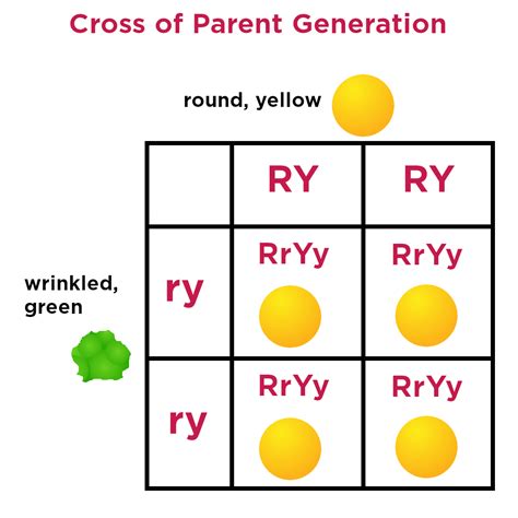 Dihybrid Cross Punnett Square Ratio