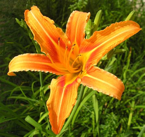 Daylily (Hemerocallis) - Nutrition Facts, Benefits, Uses, Pictures