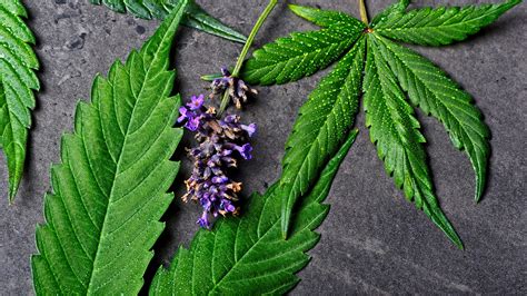 Linalool 101: This Underrated Terpene May Change Your Life