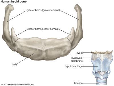 hyoid bone | Description, Anatomy, & Function | Britannica