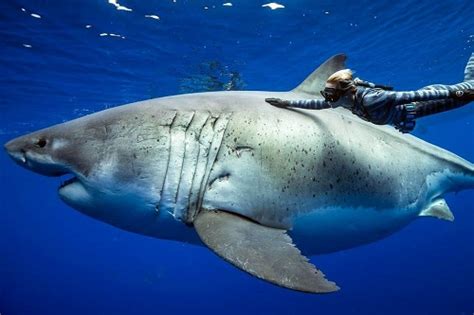 Los 10 mejores sitios del mundo para bucear y nadar con tiburones