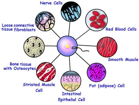 Unicellular and Multicellular Organisms | Biology@TutorVista.com