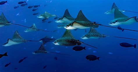 Spotted Eagle Ray Facts