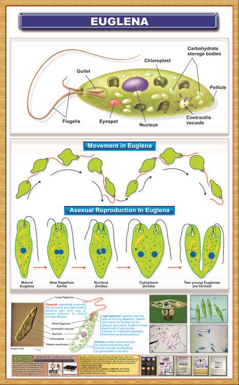 euglena – Iqbal Scientific Store